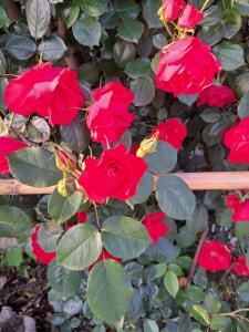 a bush of red roses with green leaves at B&B CASA VACANZA Cioffi in Vico Equense