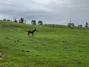 a horse running in a field of green grass at Mountain House AMI in Žabljak