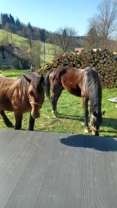 two horses standing on the side of a road at Leśny dzban in Komańcza