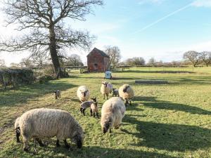a herd of sheep grazing in a field with a barn at Adelaide Cottage in Ashbourne