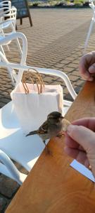 グディニャにあるApartment Amber 127m2 + terraceの木製のテーブルに座る小鳥