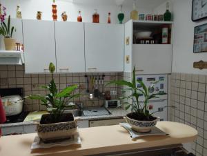 聖馬洛的住宿－chambre d'hote dans maison individuelle，餐桌上放有两盆植物的厨房