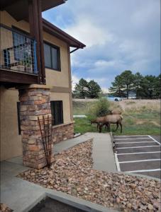 a horse standing in front of a house at The Haber Motel in Estes Park