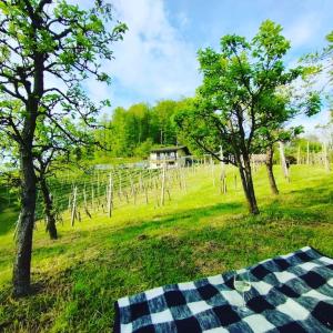 a picnic table in a field with trees and a vineyard at Mini hiška v objemu vinograda in Pristava pri Mestinju