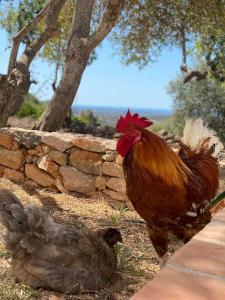 two chickens standing next to a stone wall at Eco-Villa Monte Do Barrocalinho in Loulé