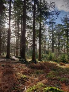 un groupe d'arbres dans une zone boisée dans l'établissement Calm & Cosy (sleeps up to 6) - Oakdene Forest Park, à Ferndown