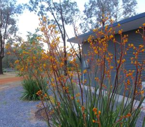 a group of flowers in front of a building at Panda's Patch Dunsborough in Dunsborough