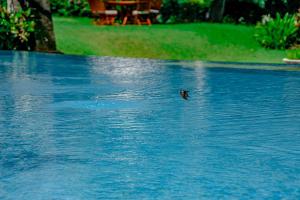 eine Ente, die im Wasser schwimmt in der Unterkunft The Lotus Residence by Amerta Experience in Tabanan