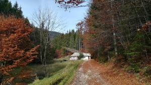 un camino de tierra que conduce a una casa en el bosque en Cabana Pietricica, en Dîmbovicioara