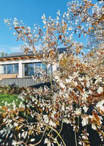 a tree with white flowers in front of a house at Nasze Calle in Węgorzewo