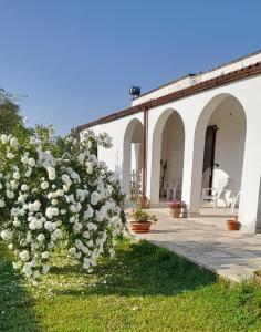 une brousse de roses blanches devant un bâtiment dans l'établissement Li tufi Salento casa vacanze Puglia, à Monteroni di Lecce