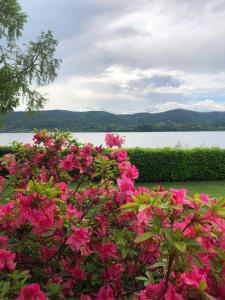krzak różowych kwiatów przed wodą w obiekcie Casa Gaiani Villetta in riva al lago vista mozzafiato w mieście Varano Borghi