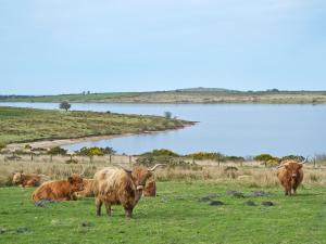 a herd of cattle grazing in a field next to a lake at The Hurlers in Saint Cleer