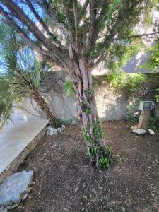 Ein Garten an der Unterkunft Rustic Home Maslenica