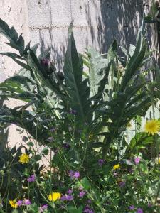 Ein Garten an der Unterkunft Rustic Home Maslenica