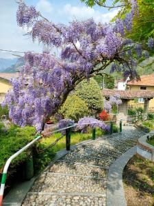 un árbol con flores púrpuras colgando sobre una pasarela en Casa Luigi : Como Lake wonderful view, 