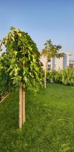 Zahrada ubytování Sea View Apartments Zaboric