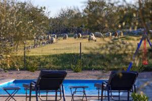een groep stoelen en schapen die grazen in een veld bij Villa Niko Your vacation starts here in Rudine