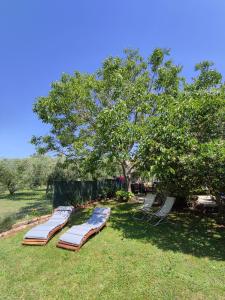a row of chaise lounges in the grass under a tree at Appartamento da Vjeri in Pula