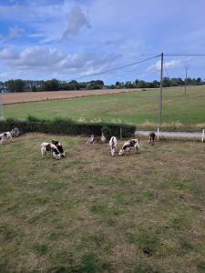 um grupo de vacas a pastar num campo em Chambre chez l'habitant 3 em Biville-la-Baignarde