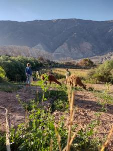 麦马拉Dormir con llamas的两个人和一只狗在田野里，背景是群山
