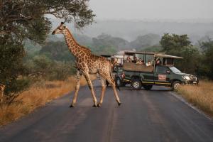 una jirafa cruzando la carretera frente a un vehículo en Kruger Gate Hotel en Skukuza