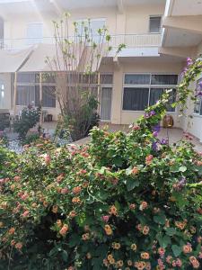 a bush of flowers in front of a building at Giulias beach house in Theologos