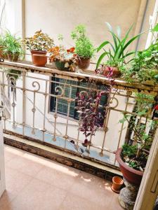 DAISY'S STAY في هانوي: شرفة مع مجموعة من النباتات الفخارية عليها