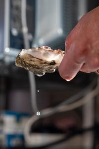 a person holding a piece of food in their hand at Hôtel Restaurant La Voile Bleue in Erdeven