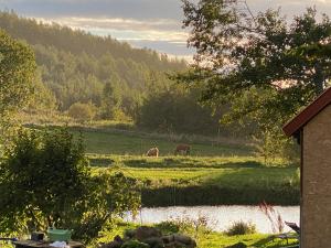 two horses grazing in a field next to a river at Rancho „Czajone na pigwowcu” in Lelkowo