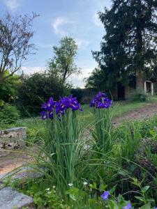 un grupo de flores púrpuras en un jardín en Les Tourellières 
