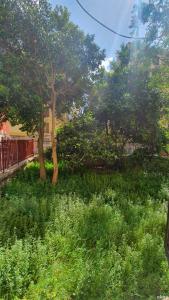 een veld van hoog gras met bomen en een hek bij Star House - Bari Centro in Bari