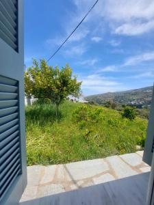 a view of a field of grass with a tree at Palaiokrassa sunny appartment in Andros
