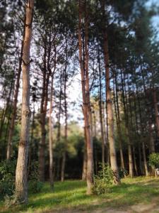 grupa drzew na polu z zieloną trawą w obiekcie Domek Dzięciołek w mieście Życiny