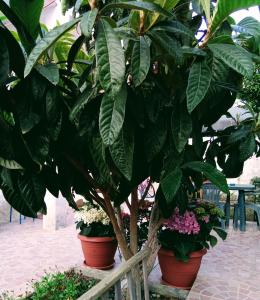 a tree with green leaves and flowers in pots at B&B Fenice Barocca in Lecce