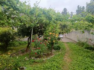 Zahrada ubytování Lexo Guest house