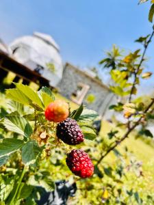 Zahrada ubytování Glamping Xochitepec