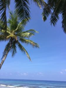 two palm trees on a beach with the ocean at Cozy, Comfy Homestay in Hithadhoo