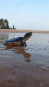 eine Schildkröte, die am Strand im Wasser wandert in der Unterkunft Turtle Watch Cabana in Tangalle