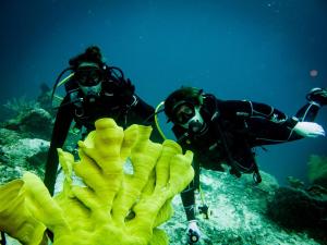 Kri的住宿－Daroyen Village，两个穿着水肺潜水服的人看着黄色珊瑚