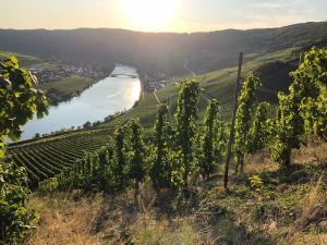 Fotografie z fotogalerie ubytování Ferienwohnung Familie Kirsten v destinaci Piesport