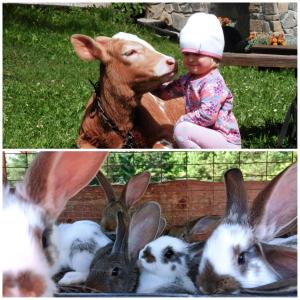 due foto di conigli, un bambino e una mucca di Chata Smrek a kontaktná MINI ZOO a Jezersko