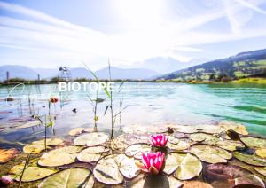 a group of water lilies on the shore of a lake at Chalet Alpen Valley, Mont-Blanc in Combloux