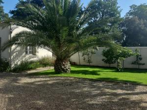 a palm tree in the yard of a house at Studio in Dolus d'Oléron