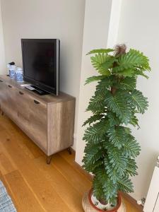 ein grüner Baum in einem Wohnzimmer neben einem Fernseher in der Unterkunft Voila Catedral in Tudela