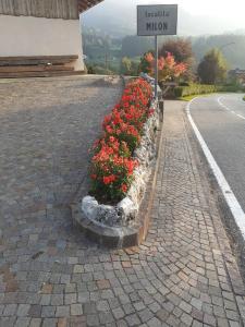 a row of red flowers on the side of a road at Maso Pinterato in Cavalese