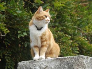 an orange and white cat sitting on a rock at B&B Il Gatto Pescatore in Stintino