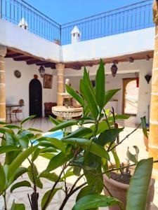 a view of a house with a plant in the foreground at Riad Eucalyptus by Caravanserail in Essaouira