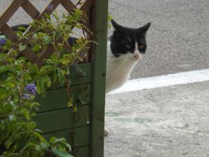 a black and white cat looking out of a door at B&B Il Gatto Pescatore in Stintino
