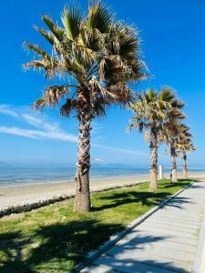een rij palmbomen op het strand bij Vila Soleil in Vlorë